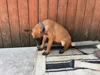 Jewels' Blue Female, a female Belgian Malinois for sale in Konawa, OK – 4 of 8