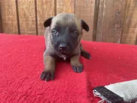 Jewels' yellow female, a female Belgian Malinois for sale in Konawa, OK – 7 of 9