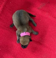 Sonja's Pink Girl, a female Dutch Shepherd for sale in Konawa, OK – Photo 5 of 8