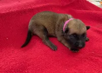 Sonja's Pink Girl, a female Dutch Shepherd for sale in Konawa, OK – Photo 2 of 8