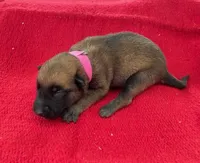 Sonja's Pink Girl, a female Dutch Shepherd for sale in Konawa, OK – Photo 3 of 8