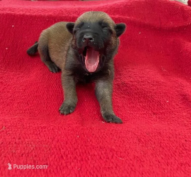 Sonja's Pink Girl, a female Dutch Shepherd for sale in Konawa, OK – Photo 1 of 8