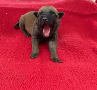 Sonja's Pink Girl, a female Dutch Shepherd for sale in Konawa, OK – Photo 1 of 8