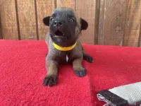 Jewels' yellow female, a female Belgian Malinois for sale in Konawa, OK – 7 of 8