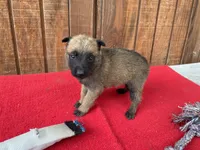 Sonja's Pink Girl, a female Dutch Shepherd for sale in Konawa, OK – 3 of 10