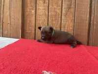 Jewels' Green Female , a female Belgian Malinois for sale in Konawa, OK – 3 of 9