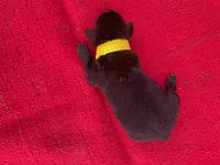 Robbie's Yellow Female , a female Dutch Shepherd for sale in Konawa, OK – Photo 7 of 9