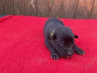 Robbie's Yellow Female , a female Dutch Shepherd for sale in Konawa, OK – Photo 1 of 9