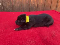 Robbie's Yellow Female , a female Dutch Shepherd for sale in Konawa, OK – Photo 3 of 9