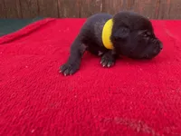 Robbie's Yellow Female , a female Dutch Shepherd for sale in Konawa, OK – Photo 4 of 9