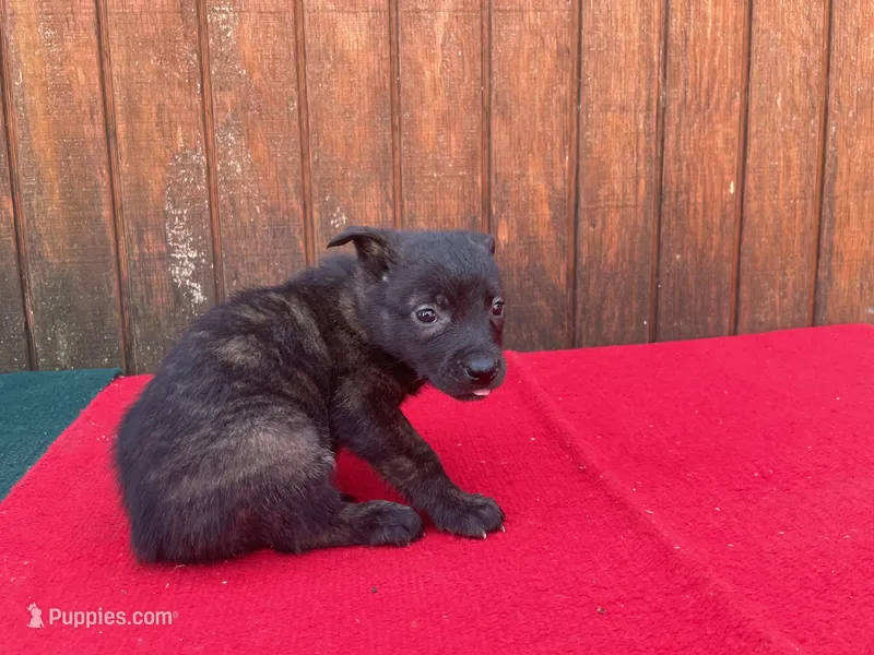 Robbie's Yellow Female  – Dutch Shepherd puppy for sale in Konawa, OK