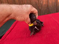 Robbie's Yellow Female , a female Dutch Shepherd for sale in Konawa, OK – Photo 5 of 9