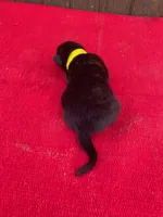 Robbie's Yellow Female , a female Dutch Shepherd for sale in Konawa, OK – Photo 6 of 9