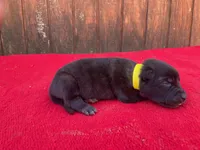 Robbie's Yellow Female , a female Dutch Shepherd for sale in Konawa, OK – Photo 2 of 9