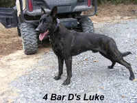 Robbie's Yellow Female , a female Dutch Shepherd for sale in Konawa, OK – Photo 9 of 9