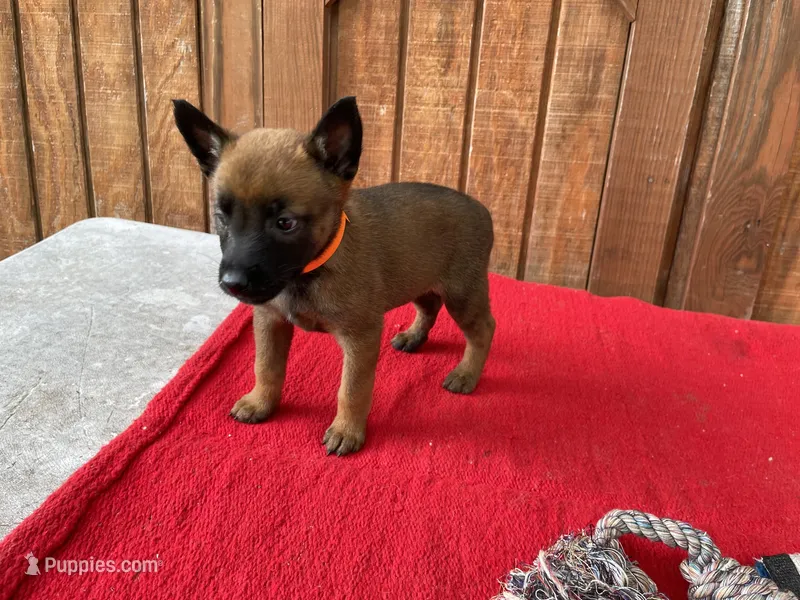 Jewels' Orange female – Belgian Malinois puppy for sale in Konawa, OK