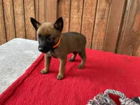 Jewels' Orange female, a female Belgian Malinois for sale in Konawa, OK – 1 of 8