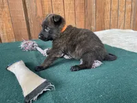 Sonja's Orange male, a male Dutch Shepherd for sale in Konawa, OK – 4 of 9