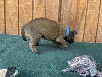 Jewels' blue male , a male Belgian Malinois for sale in Konawa, OK – 6 of 7