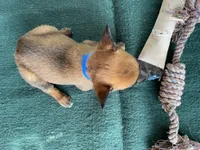 Jewel's Blue Male, a male Belgian Malinois for sale in Konawa, OK – 4 of 6