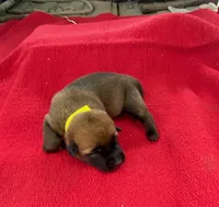 Sonja's Yellow Girl, a female Dutch Shepherd for sale in Konawa, OK – Photo 3 of 8