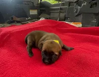 Sonja's Yellow Girl, a female Dutch Shepherd for sale in Konawa, OK – Photo 6 of 8