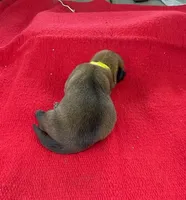Sonja's Yellow Girl, a female Dutch Shepherd for sale in Konawa, OK – Photo 2 of 8