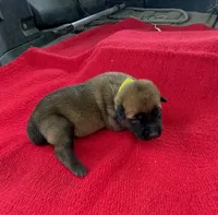 Sonja's Yellow Girl, a female Dutch Shepherd for sale in Konawa, OK – Photo 5 of 8