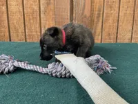 Sonja's Red Male, a female Dutch Shepherd for sale in Konawa, OK – 4 of 8