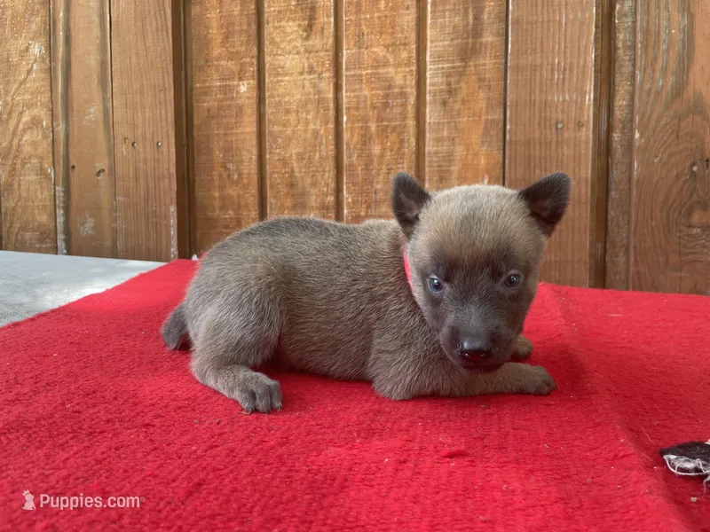 Jewels' Red Female – Belgian Malinois puppy for sale in Konawa, OK
