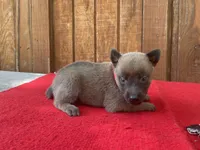Jewels' Red Female, a female Belgian Malinois for sale in Konawa, OK – 1 of 6