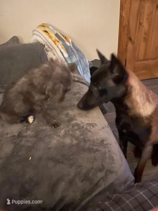 Lacona, a female Belgian Malinois for sale in Konawa, OK – Photo 1 of 9