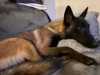 Lacona, a female Belgian Malinois for sale in Konawa, OK – Photo 7 of 9