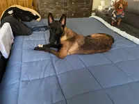 Lacona, a female Belgian Malinois for sale in Konawa, OK – Photo 2 of 9