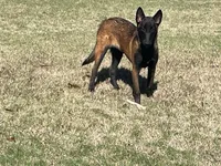 Lacona, a female Belgian Malinois for sale in Konawa, OK – Photo 4 of 9