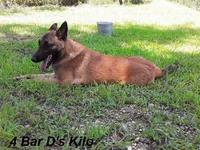 Lacona, a female Belgian Malinois for sale in Konawa, OK – Photo 8 of 9
