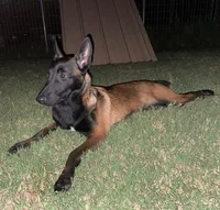 Lacona, a female Belgian Malinois for sale in Konawa, OK – Photo 6 of 9