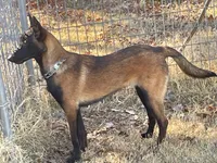 Lacona, a female Belgian Malinois for sale in Konawa, OK – Photo 3 of 9