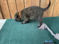 Sonja's Orange male, a male Dutch Shepherd for sale in Konawa, OK – 7 of 9