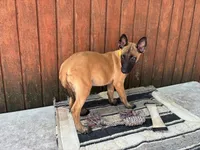 Jewels' yellow female, a female Belgian Malinois for sale in Konawa, OK – 2 of 8