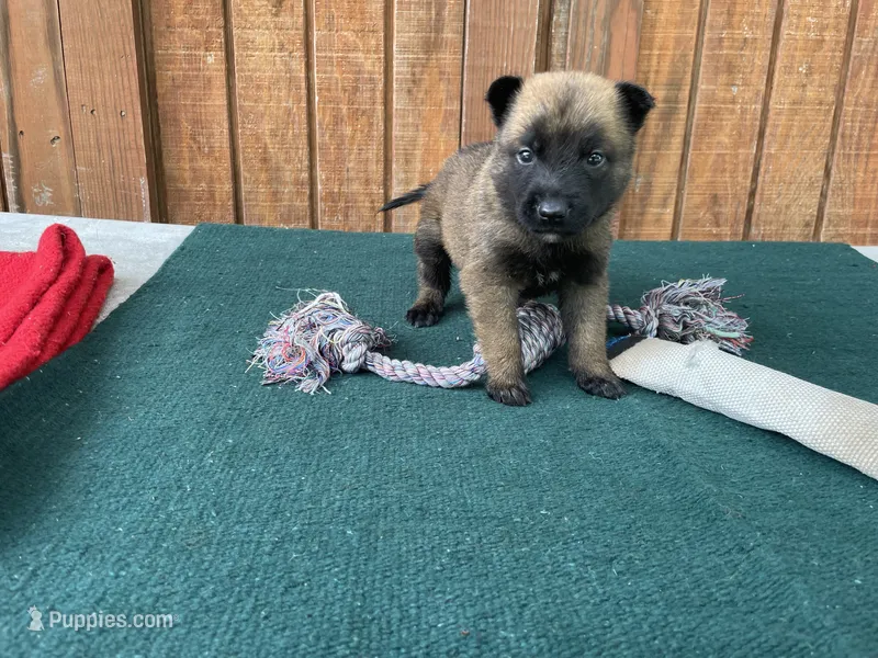Sonja's Green Male – Dutch Shepherd puppy for sale in Konawa, OK