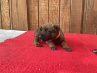 Jewels' Orange female, a female Belgian Malinois for sale in Konawa, OK – 8 of 9