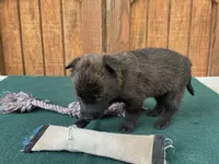 Sonja's Yellow Male, a male Dutch Shepherd for sale in Konawa, OK – 6 of 8