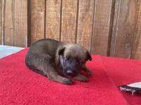 Jewels' Orange female, a female Belgian Malinois for sale in Konawa, OK – 2 of 9
