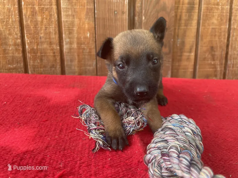 Jewels' Blue Female – Belgian Malinois puppy for sale in Konawa, OK