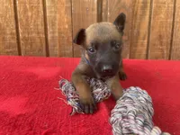 Jewels' Blue Female, a female Belgian Malinois for sale in Konawa, OK – 1 of 6