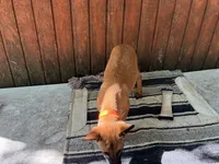 Jewels' Orange female, a female Belgian Malinois for sale in Konawa, OK – 5 of 8