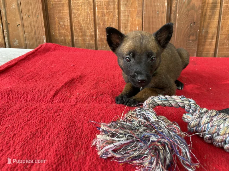Jewels' Green Female  – Belgian Malinois puppy for sale in Konawa, OK