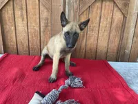 Sonja's Pink Girl, a female Dutch Shepherd for sale in Konawa, OK – 6 of 10