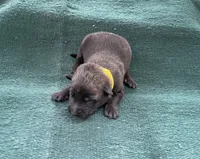 Sonja's Yellow Male, a male Dutch Shepherd for sale in Konawa, OK – 2 of 8
